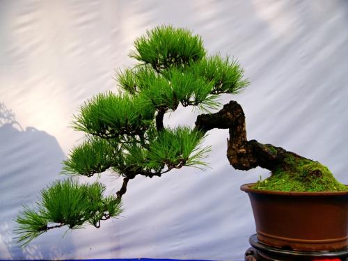 大量出售各种苗木盆景花卉 图2