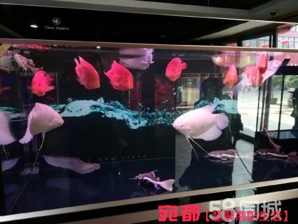 鱼缸清理 图1